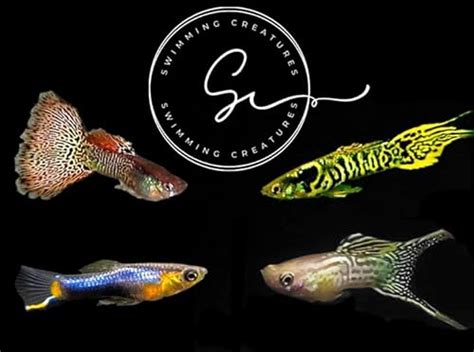 freshwater fish at petsmart|Ultimate Guide To Fish From PetSmart: Types, Care, Health, And Tips.